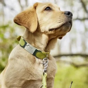 Personalize Engraved Pet Dog Tag Silicone - Stainless Steel Dog ID Tag Anti-lost Pet